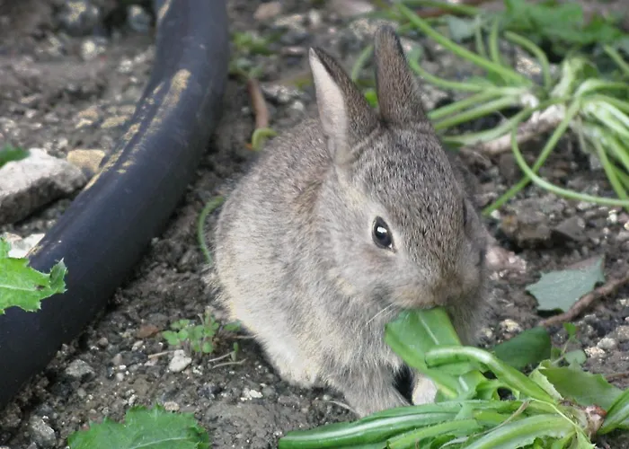 Di Sor Paolo Отель 4*